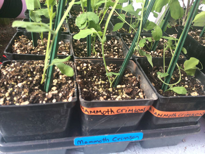 planting